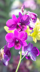 Purple flowering orchid. Beautiful purple orchid flower. Phalaenopsis orchid flower