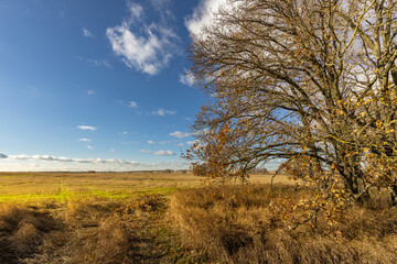 Fototapeta premium A field with a tree in the middle and a blue sky