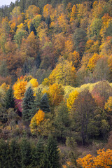 Fototapeta premium Picturesque view of the autumn landscape in the Pieniny Mountains, colorful leaves on the trees, Szczawnica, Poland