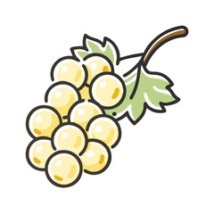 whitecurrant icon, fruits vector icon - simple vector illustration of a whitecurrant, in a simple and clean style, suitable for food and health themes. fruits flat illustration.