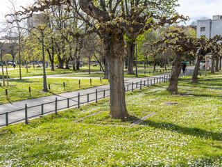 Park with a path and a row of trees