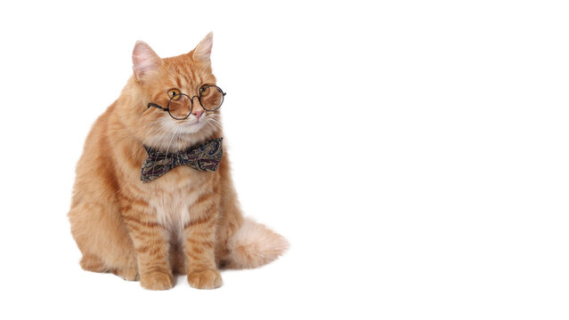 Smart Cat. Orange cat wearing glasses and bow tie. Perfect for pet-themed content, humorous projects, and advertising materials. Day of knowledge, study, science student. Ginger Cat at looks away.