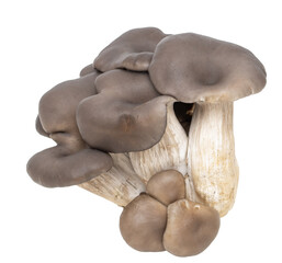 A bunch of mushrooms are displayed on a white background