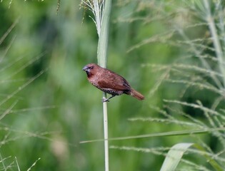 Brown bird perched on grass stem in green field.