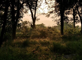 Sunlight through trees in a serene forest.