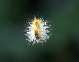 Fuzzy Yellow Caterpillar Close-Up