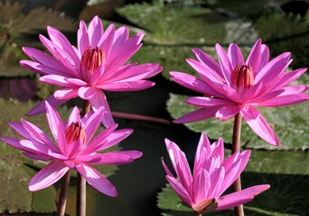 Vibrant pink water lilies in a serene pond.