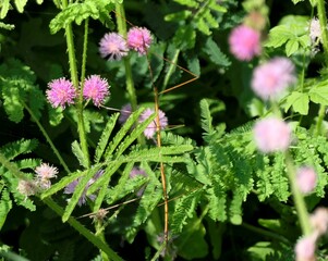 Fluffy pink pom-pom flowers