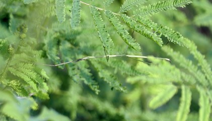 Close-up of green fern leaves