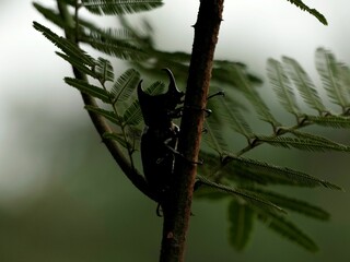 Stag beetle with large horns on a tree branch