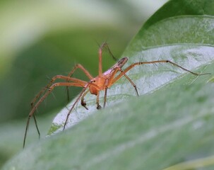 Close-up of an orange spider on a green leaf.