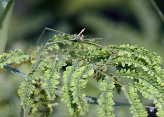 Stick insect camouflaged in green ferns.
