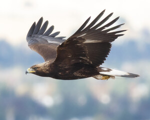 Juvenile Golden Eagle flying in Suisun City, California.
