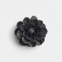 A stunning black dahlia flower on white background, showcasing its intricate petals