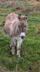 Fototapeta premium Cute little donkeys in the field, farm animals and wildlife, nature background