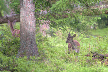 Roe deer eating shoots inside a forest in the Gorbea Natural Park, near Saldropo, Bizkaia
