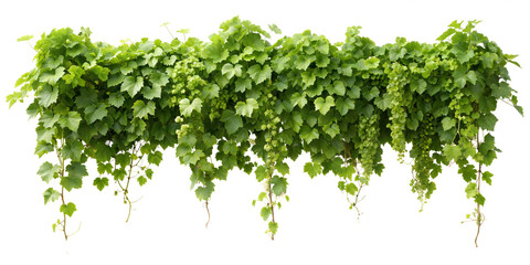 Obraz premium Hanging green ivy ,grape vines with dense foliage, cascading down ,hedge or fence use, isolated on a white background. PNG, cutout, or clipping path.