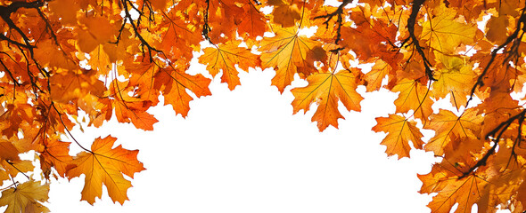 The golden orange brown colour of maple tree leaves in autumn. Winter tree canopy foliage isolated against a flat background.