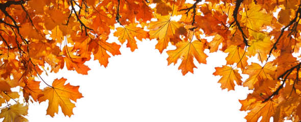 The golden orange brown colour of maple tree leaves in autumn. Winter tree canopy foliage isolated against a flat background.