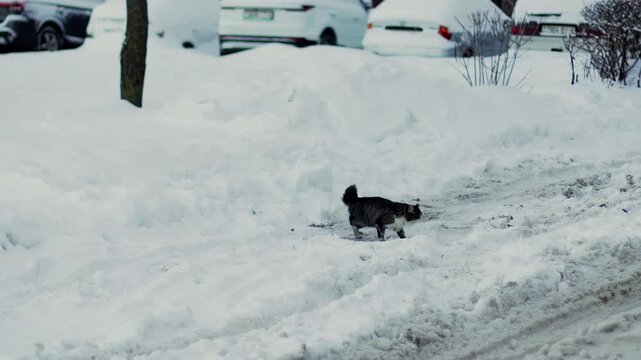 A stray cat walks in the yard along the street in the snow in winter. Slow motion