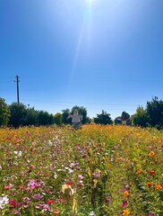 #corn #cornmaze #maze #sunflowers #fall #pumpkinpatch #halloween #pumpkin #flowers #poppies #scarecrow