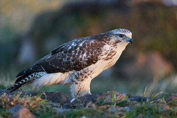 Common buzzard (Buteo buteo)