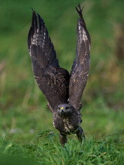 Common buzzard (Buteo buteo)