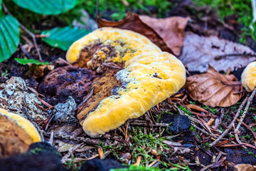 Macro  - Forest - Europe, Romania, Suceava region