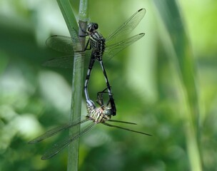 Dragonflies Mating on a Plant Stem