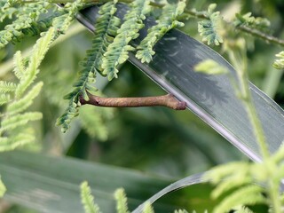 Camouflaged stick insect in foliage