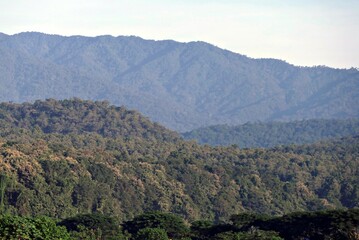 Fototapeta premium Lush forest landscape with distant mountains.