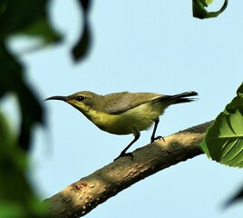 Small bird on a branch with blue sky.