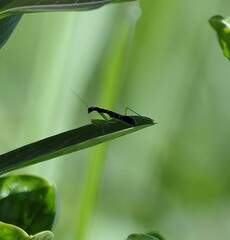 Insect on a green leaf