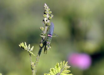 Green insect on plant stem with blurred background.