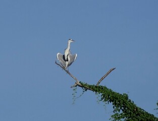 Heron perched on a tree against blue sky