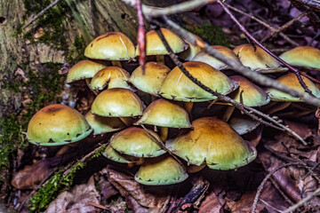 Macro  - Forest - Europe, Romania, Suceava region