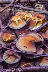 Macro  - Forest - Europe, Romania, Suceava region