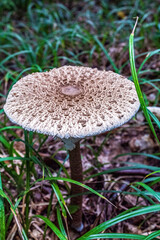 Macro  - Forest - Europe, Romania, Suceava region