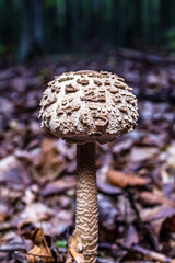 Macro  - Forest - Europe, Romania, Suceava region