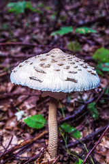 Macro  - Forest - Europe, Romania, Suceava region