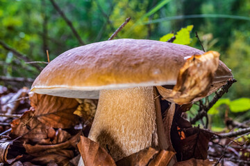 Macro  - Forest - Europe, Romania, Suceava region