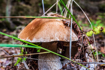 Macro  - Forest - Europe, Romania, Suceava region