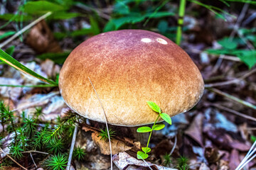 Macro  - Forest - Europe, Romania, Suceava region