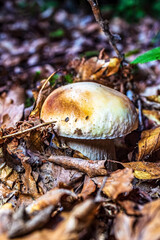 Macro  - Forest - Europe, Romania, Suceava region