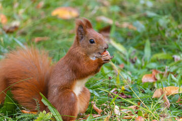 Close up view of a red squirrel captured at the Lazienki park, Warsaw, Poland.