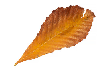 dry chestnut tree leaf isolated on white