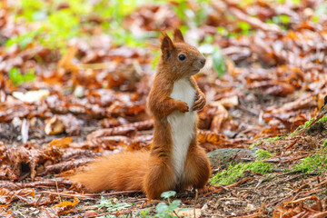 Close up view of a red squirrel captured at the Lazienki park, Warsaw, Poland.