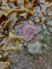 Starfish in the tide