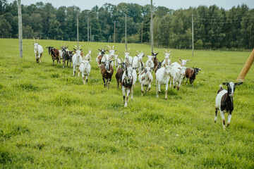 Herd of Goats Grazing in Lush Green Field