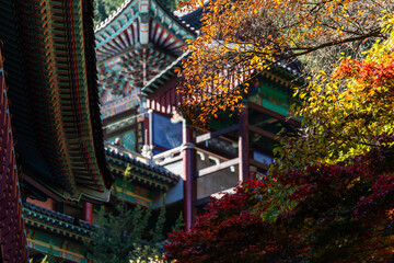 autumn trees and Buddhist temple building